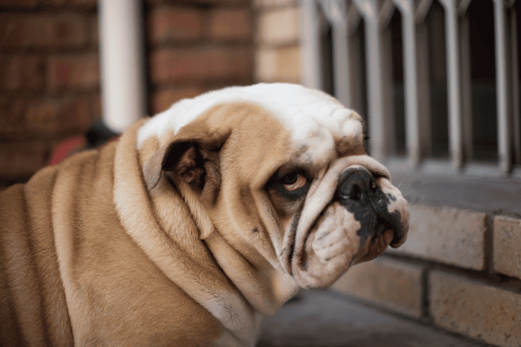 Canine Glamour: Unleash the Beauty of the Dog Side Eye