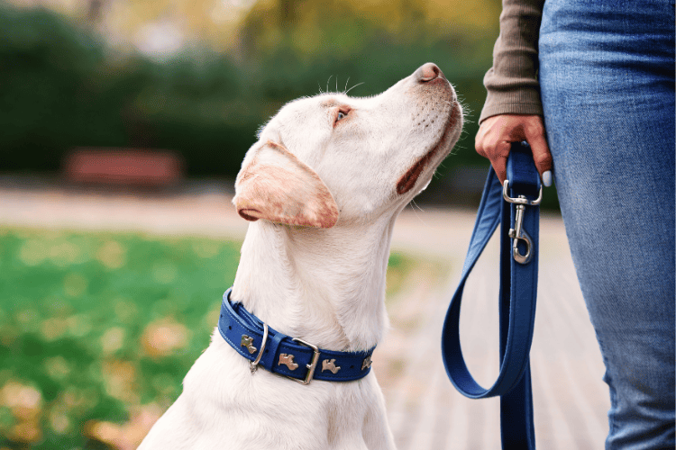 Tactical Dog Collar Trends for Canine Beauty and Beyond