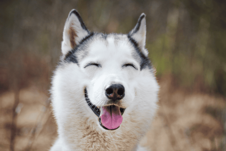 Unique Attractiveness of Wolf Dog Crosses
