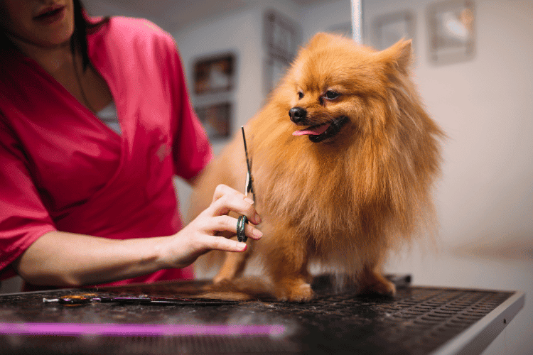 The Ultimate Guide to Hair of the Dog Grooming Innovations