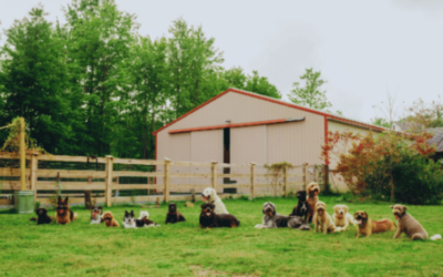 The Beauty of Canines: A Journey through Dog Farm House