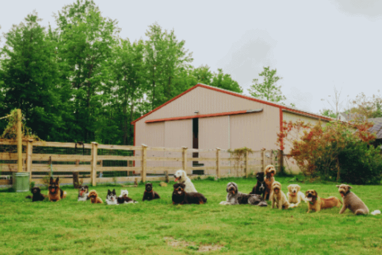 The Beauty of Canines: A Journey through Dog Farm House
