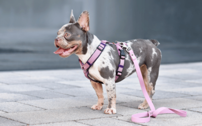Adorable Dog Harness 101: Choosing the Perfect Fit for Your Pup