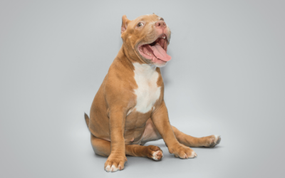 American Bullies Lifespan and Beauty: What You Need to Know