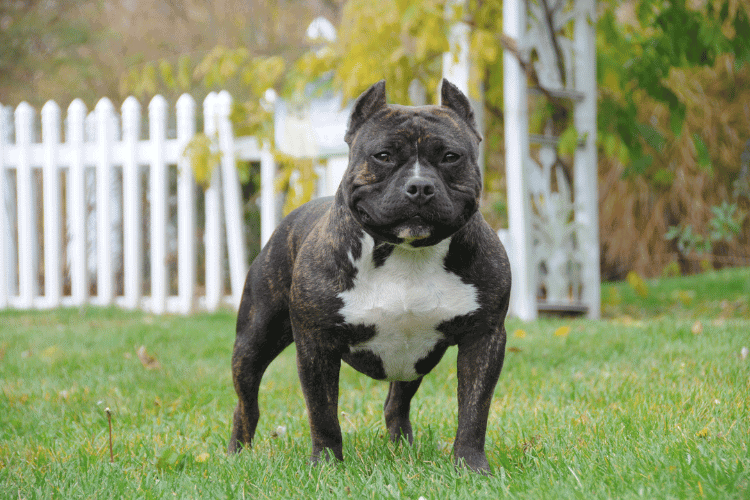 American Bully Lifespan and Beauty Go Hand In Hand