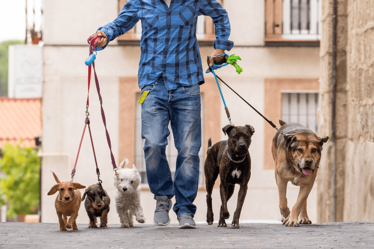 Beyond the Show Ring: Practical Uses for Dogs Show Leads
