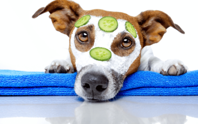 Blueberry Facial For Dogs: A Grooming Trend You Can’t Ignore