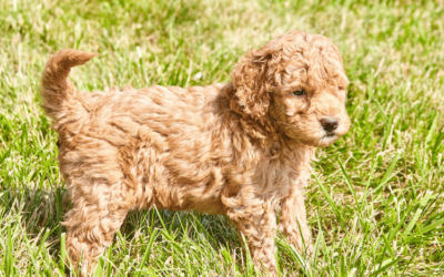 Brown Curly Hair Dog: Exploring the Charm of Brown Coats