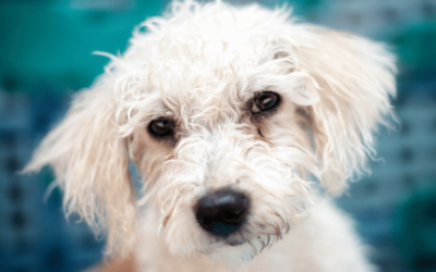 Curly Haired White Dog: A Guide From Poodles to Doodles