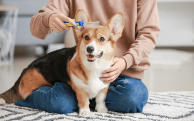 Dog Brush For Short Hair Guide: 10 Must Have Tools
