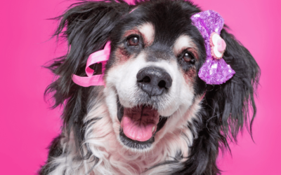 Dog Hair Bows: The Latest Trends for Fashion-Forward Pups