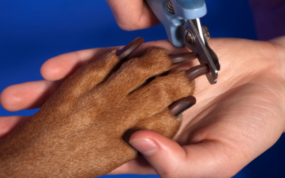 Dog Quick Nails Trimming: Beauty Tips and Trends for Grooming