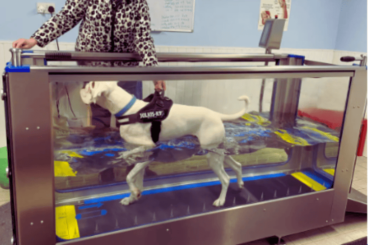 Dog Treadmill Water