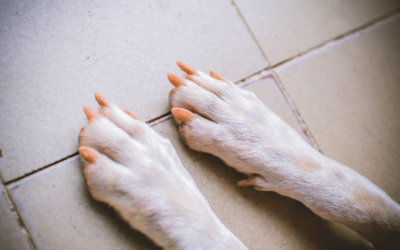 Dogs Nail Anatomy and Beauty: A Step-by-Step Guide