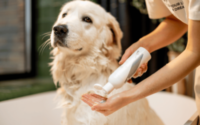 Fresh and Clean Dog Shampoo: Elevating Pet’s Beauty and Health