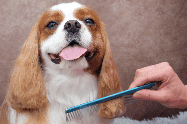 Funny Dog Haircuts