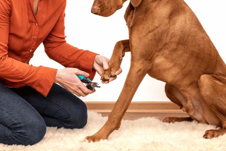 Importance of Dog Toe Nail Anatomy