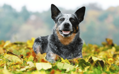 Meet the Most Beautiful Hanging Tree Cattle Dogs in the World