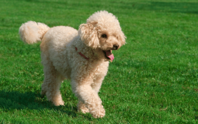 Moyen Poodle Beauty Secrets: Tips for Keeping Your Pup Stunning