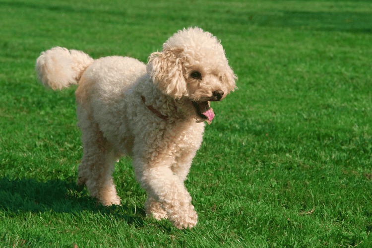 Moyen Poodle Beauty Secrets: Tips for Keeping Your Pup Stunning