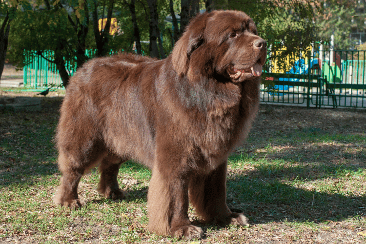 Newfoundland: Large Black and Brown Dogs Breeds  