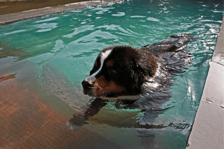 Short-Coated Bernese Mountain Swimming Dogs