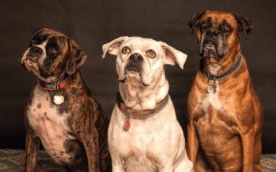 Spanish Dog Breeds: Lifestyle, Elegance, and Perfect Companion