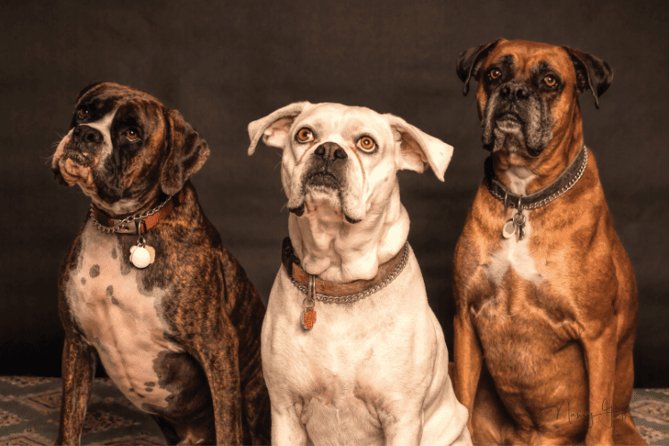 Spanish Dog Breeds: Lifestyle, Elegance, and Perfect Companion