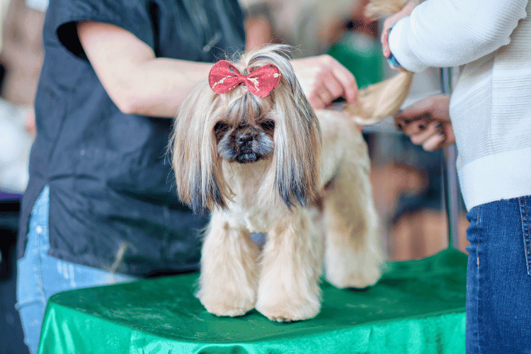 The Flower Power Comical Dog Grooming Styles