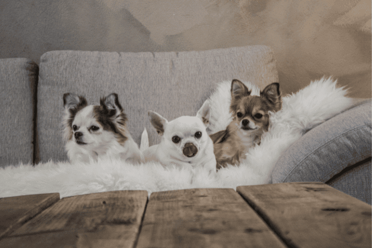 The Future of Cattle Pups Chihuahua Mixes
