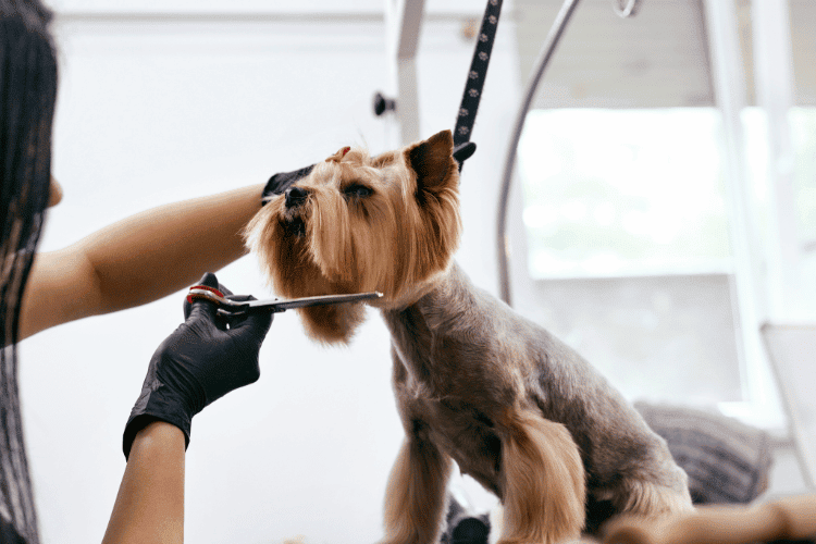 The Unicorn Comical Dog Grooming Styles