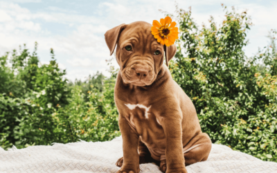 Wrinkly Dog Breeds with Timeless Beauty: Top 10 Selection