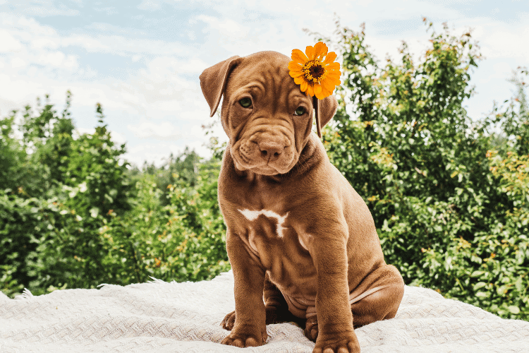 Wrinkly Dog Breeds with Timeless Beauty