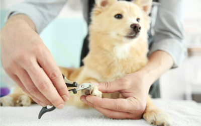 How to Trim Overgrown Dog Nails – Tips & Step-by-Step Guide