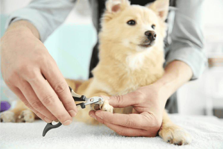 How to Trim Overgrown Dog Nails – Tips & Step-by-Step Guide