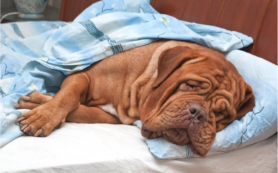 Dogs Bowel Obstruction – Causes, Symptoms and Treatment