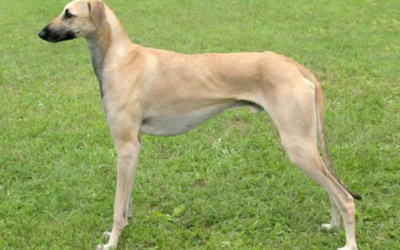 8 Most Popular Tall Skinny Dog Breeds of the Canine World