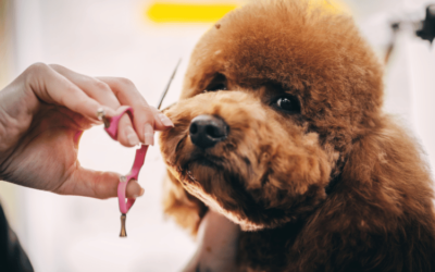 Teddy Bear Dog Haircut Trends: Expert Tips and Tricks
