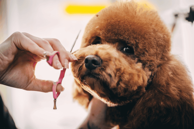 Teddy Bear Dog Haircut Trends: Expert Tips and Tricks