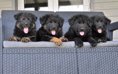 Black German Shepherd Puppies: The Epitome of Canine Beauty
