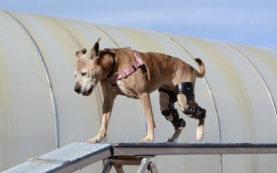 Brace For Dogs: A Step By Step Guide To Fitting And Using