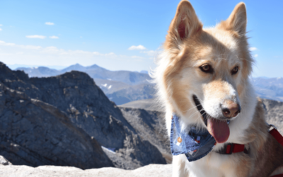 Discover the Breathtaking Beauty of Colorado Mountain Dogs