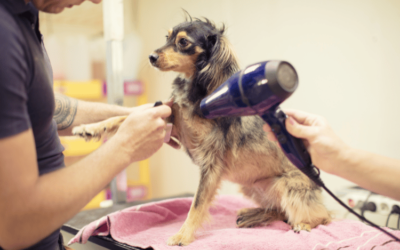 Dog Grooming Boise: Top 10 Trending Services for Your Furry Friend