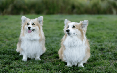 Fluffy Corgi Puppies: A Complete Guide to Adorable Companions