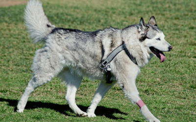 Grey Dog Breeds: Most Beautiful Canine Companions in 2023