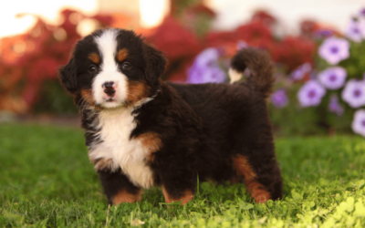 Mini Bernese Mountain Dogs: Small Package, Big Love