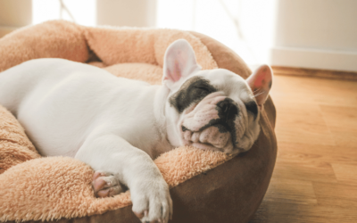 Puppy Dreams: Unveiling the Internet’s Adorable Canine Obsession